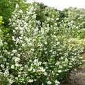 Escallonia 'Iveyi'